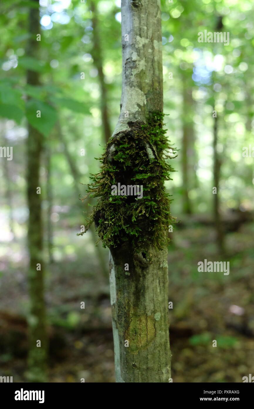 Ein Bild von hängenden Wachstum auf Baumrinde in Smoky Mountains National Park, TN Stockfoto