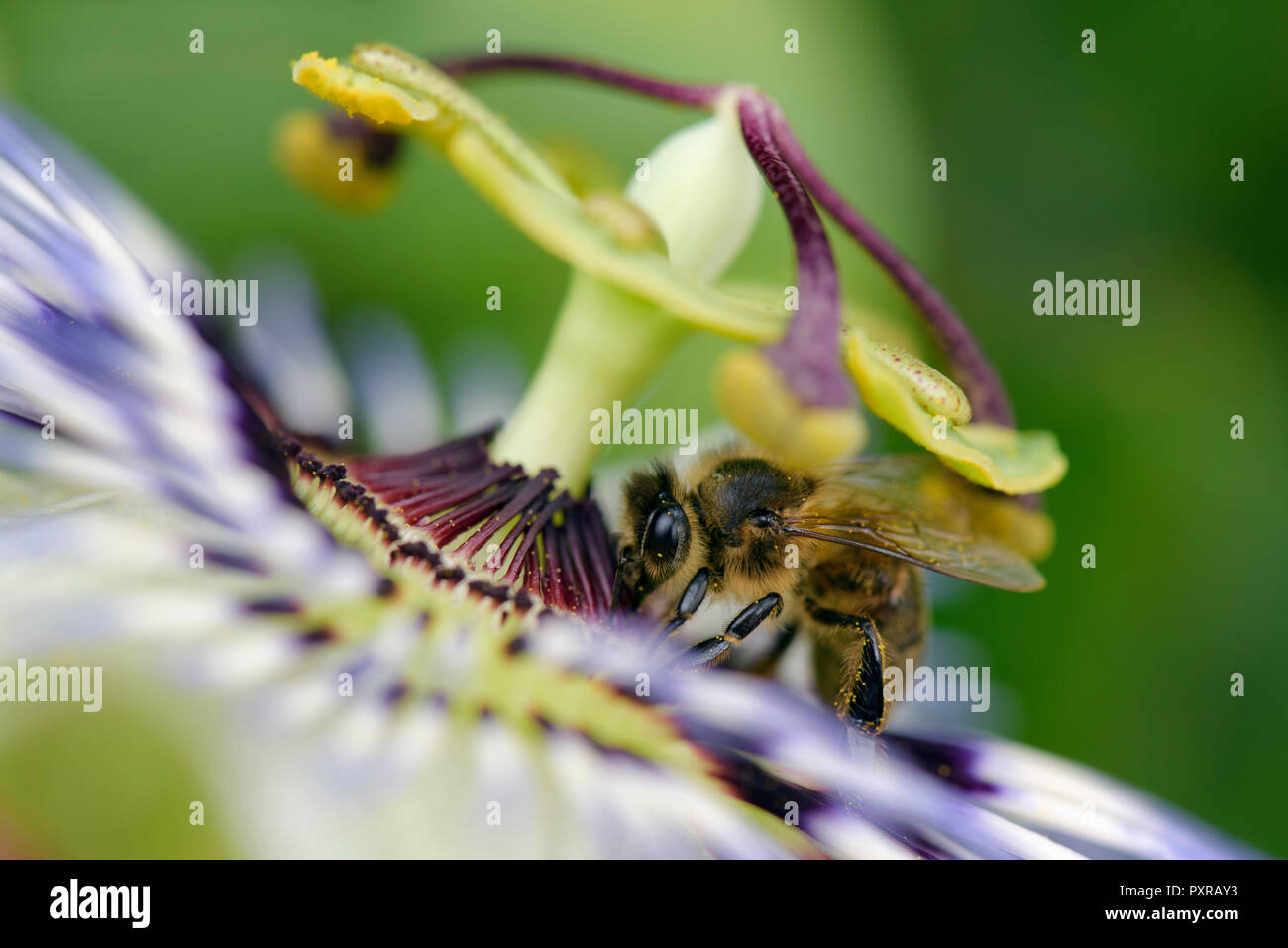 Honig Biene auf passionsblume Stockfoto