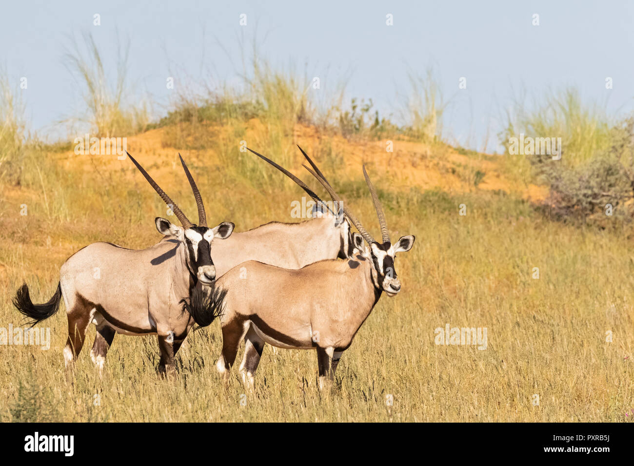 Botswana, Kalahari, Kgalagadi Transfrontier Park, Oryx, Oryx gazella Stockfoto