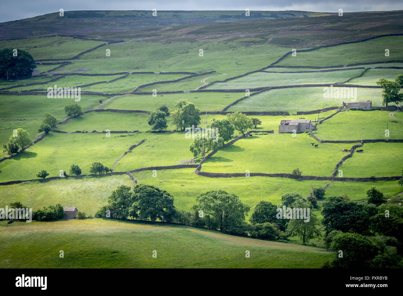 Meilen von Trockenmauern Form ein Flickenteppich von Weiden über das hügelige Landschaft von Swaledale, Yorkshire Dales National Park, Großbritannien Stockfoto