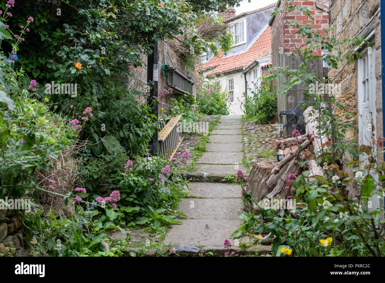 Unkraut und andere Pflanzen sprießen überall in einer ruhigen Gasse in Robin Hood's Bay, Yorkshire, Großbritannien Stockfoto