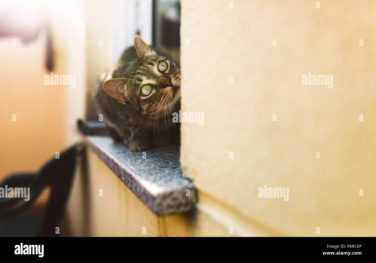 Tabby Katze, sitzend auf Fensterbank Stockfoto