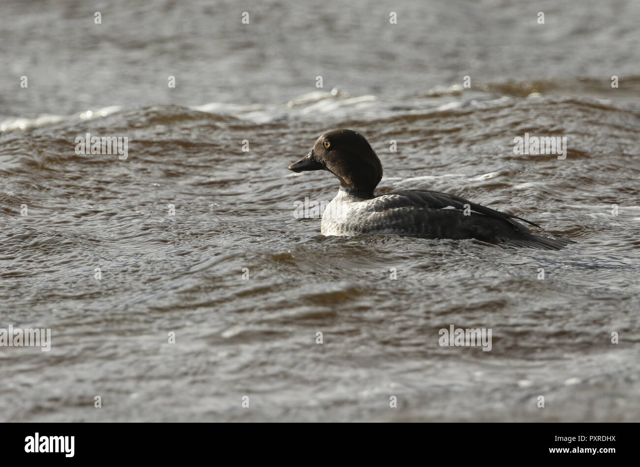 Eine schöne Schellente (Bucephala clangula) Schwimmen in einem Loch Ness in den Highlands von Schottland. Stockfoto