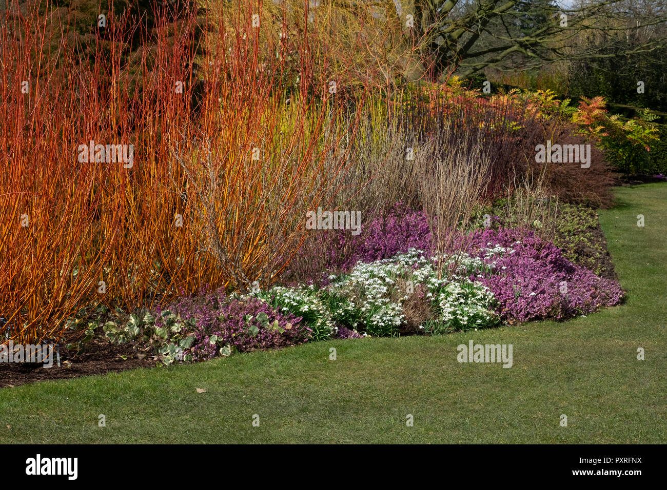 Wintergarten mit Hartriegel, Heidekraut und Schneeglöckchen Stockfoto