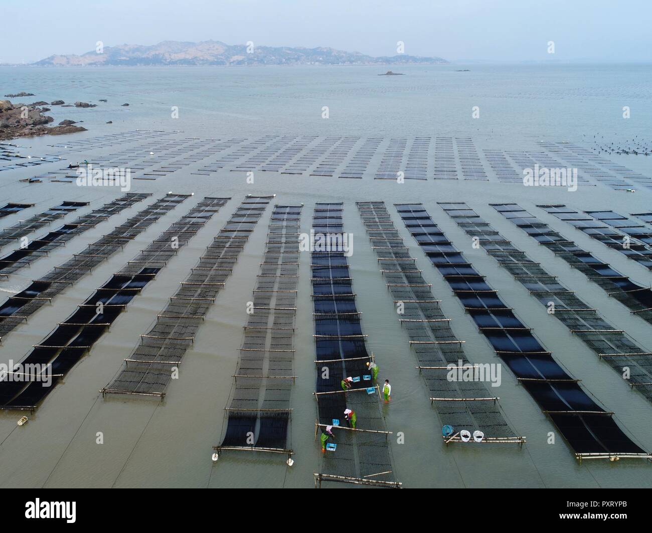 (181024) - PUTIAN, Oktober 24, 2018 (Xinhua) -- Menschen Ernte laver in der Sonne in Jiangshan Dorf Putian, im Südosten der chinesischen Provinz Fujian, Okt. 24, 2018. Über 200 Familien pflegen Laver bei Offshore marine Farmen in Jiangshan. Lokale Bauern besetzt sind Ernte 133 Hektar Kessel. (Xinhua / Jiang Kehong) (mcg) Stockfoto