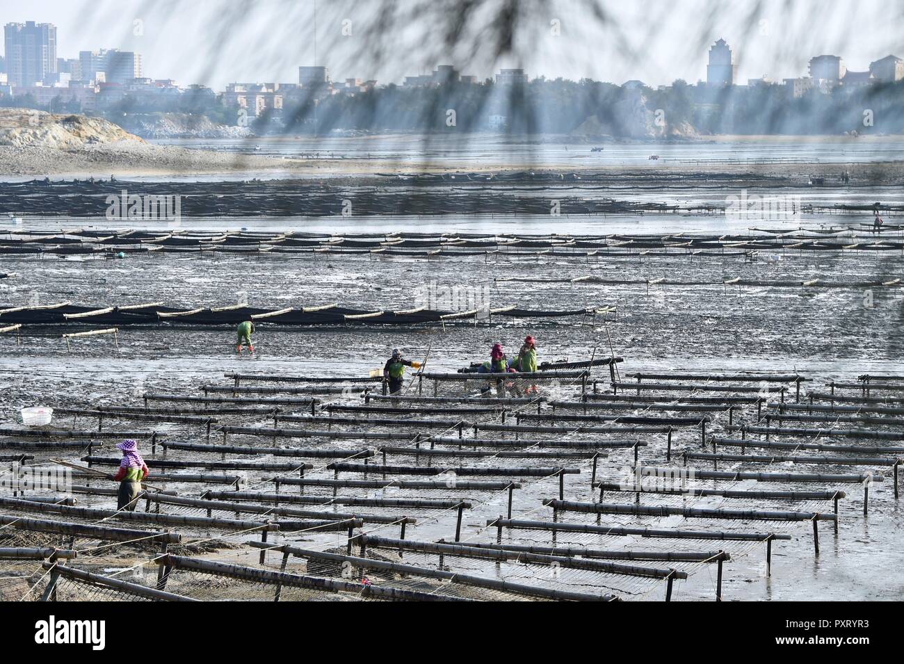 (181024) - PUTIAN, Oktober 24, 2018 (Xinhua) -- Menschen Ernte laver in der Sonne in Jiangshan Dorf Putian, im Südosten der chinesischen Provinz Fujian, Okt. 24, 2018. Über 200 Familien pflegen Laver bei Offshore marine Farmen in Jiangshan. Lokale Bauern besetzt sind Ernte 133 Hektar Kessel. (Xinhua / Jiang Kehong) (mcg) Stockfoto