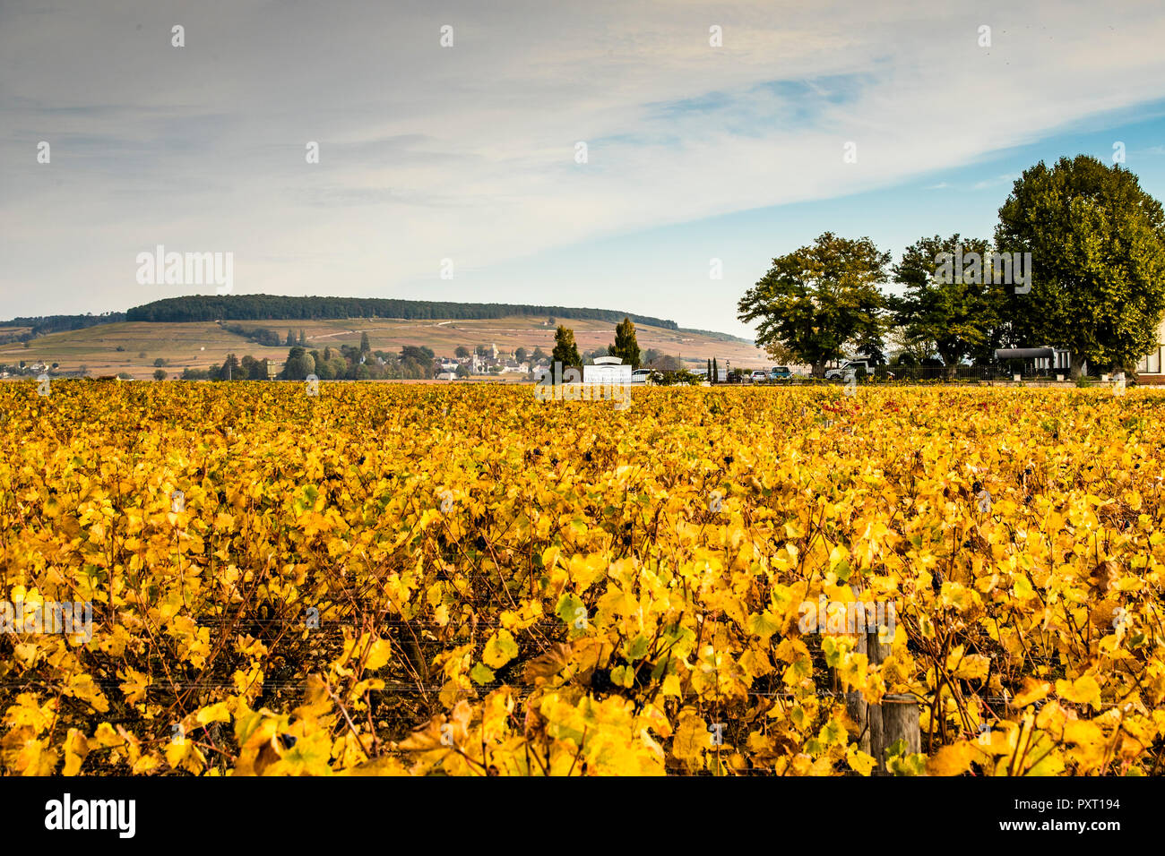 Den berühmten Wein Appellation Corton im Burgund Stockfoto
