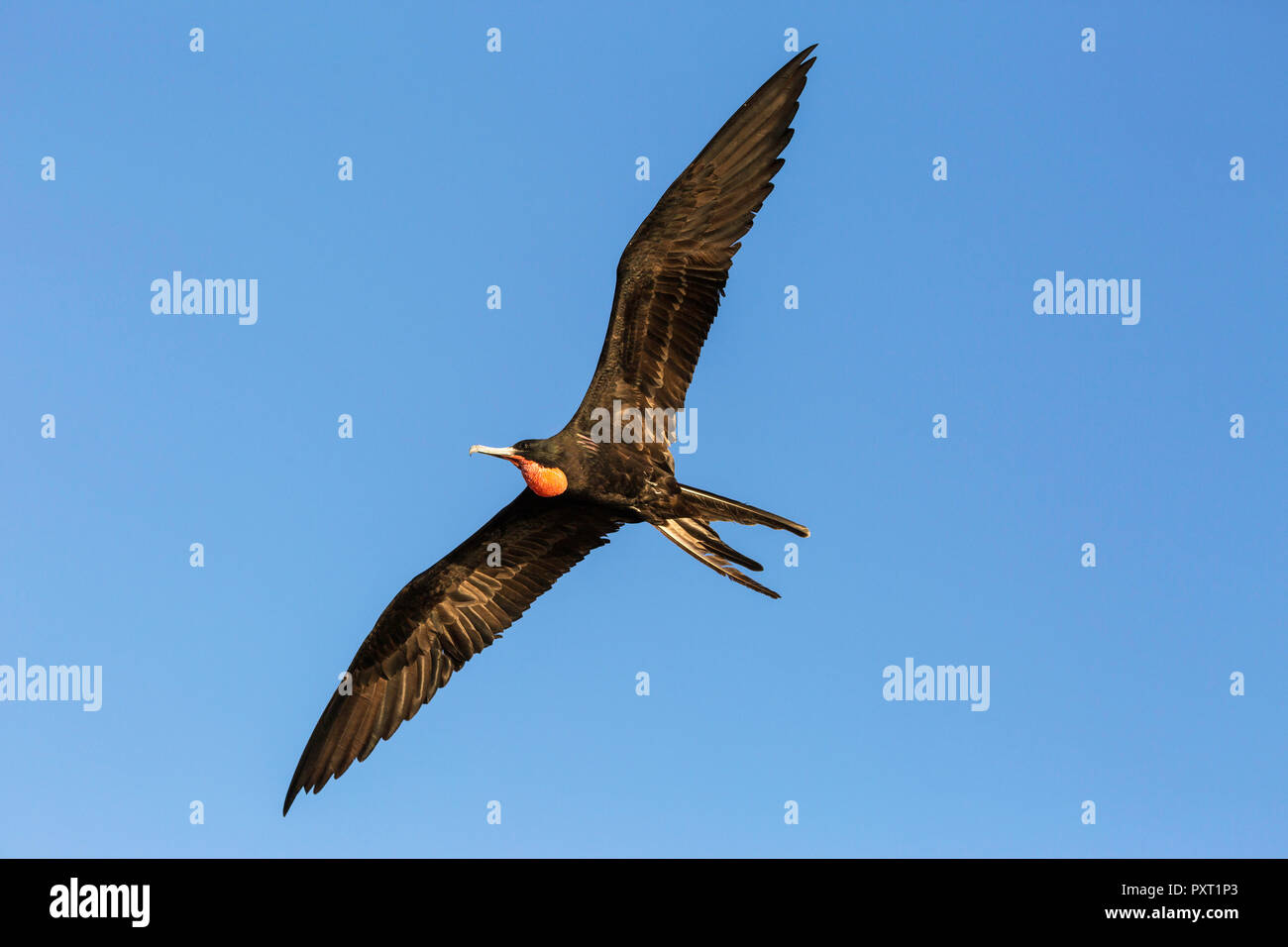 Erwachsene männliche herrliche Frigate, Fregata magnificens, San Gabriel Bay, Espiritu Santo, BCS, Mexiko Stockfoto