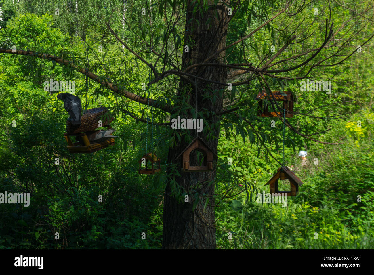 Vogelnester hängt im Baum, Tauben ruhen Stockfoto