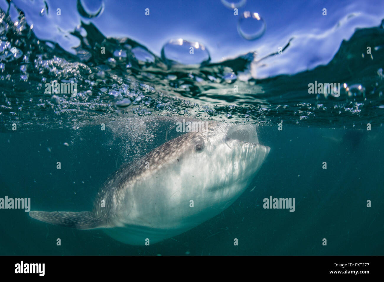 Der Walhai, der Firma IPCON Typus, Filter Fütterung Unterwasser aus El Mogote, in der Nähe von La Paz, BCS, Mexiko Stockfoto