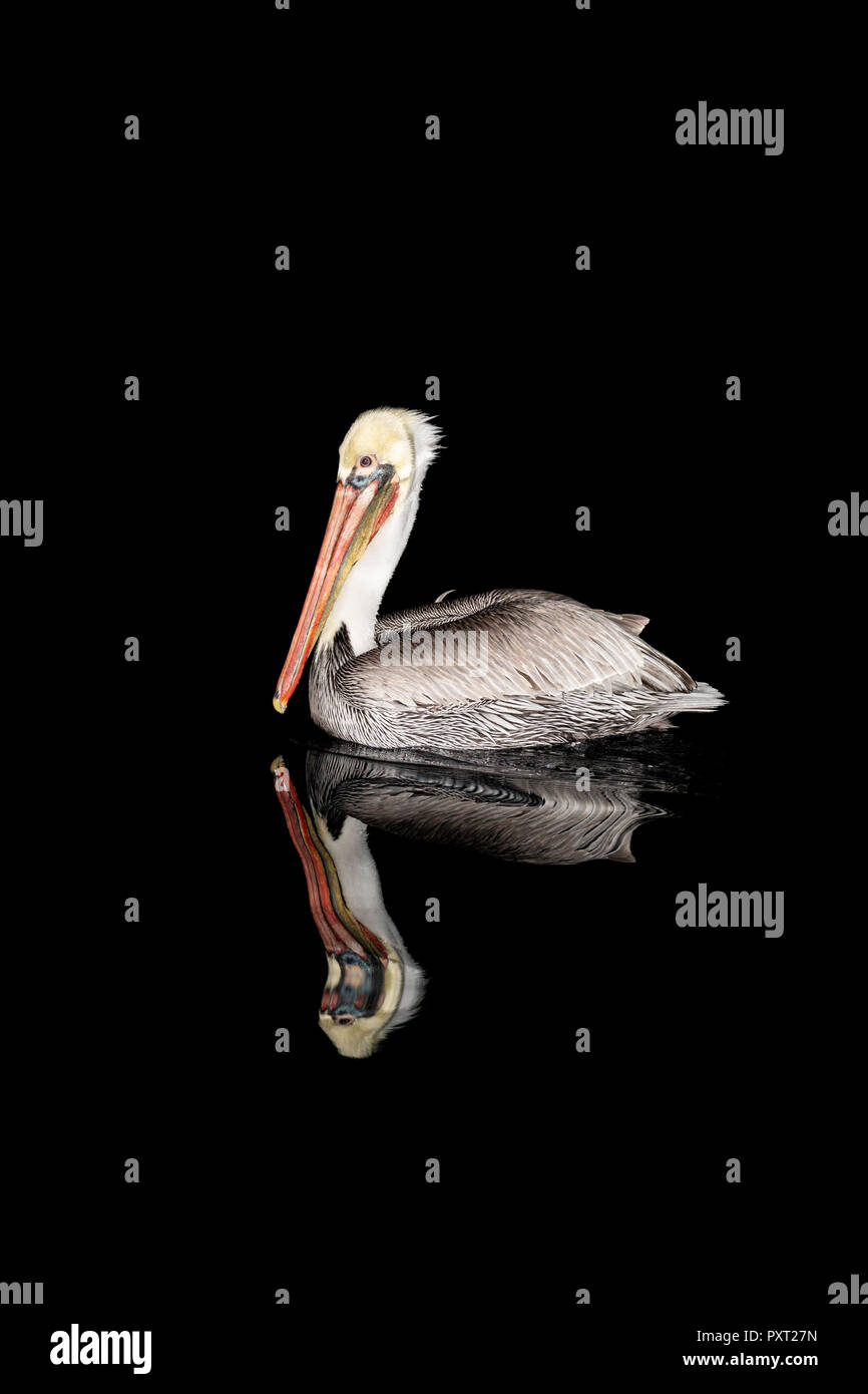 Ein erwachsener Brauner Pelikan, Pelecanus occidentalis, in der Nacht in der Nähe von Isla Santa Catalina, BCS, Mexiko Stockfoto