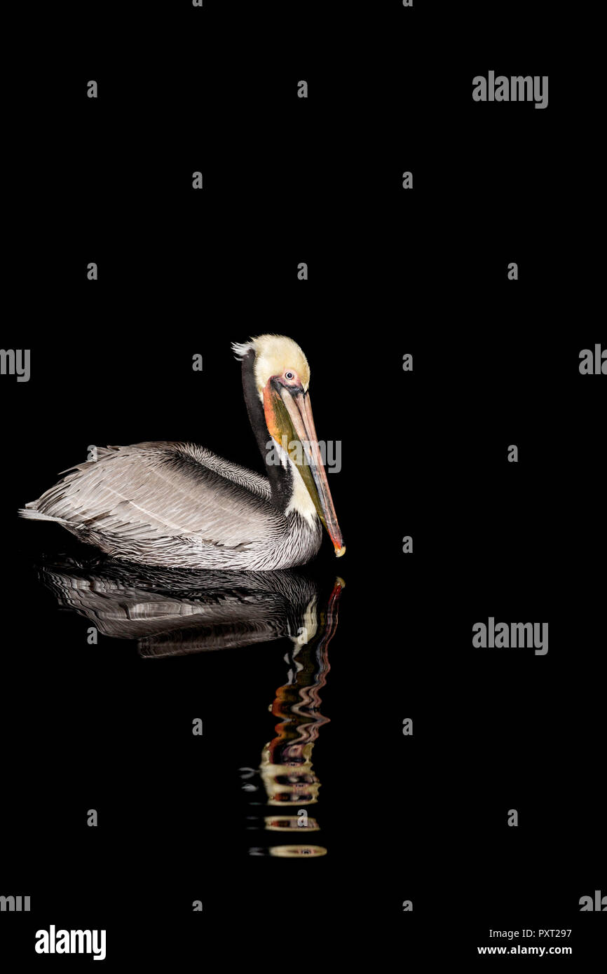Ein erwachsener Brauner Pelikan, Pelecanus occidentalis, in der Nacht in der Nähe von Isla Santa Catalina, BCS, Mexiko Stockfoto