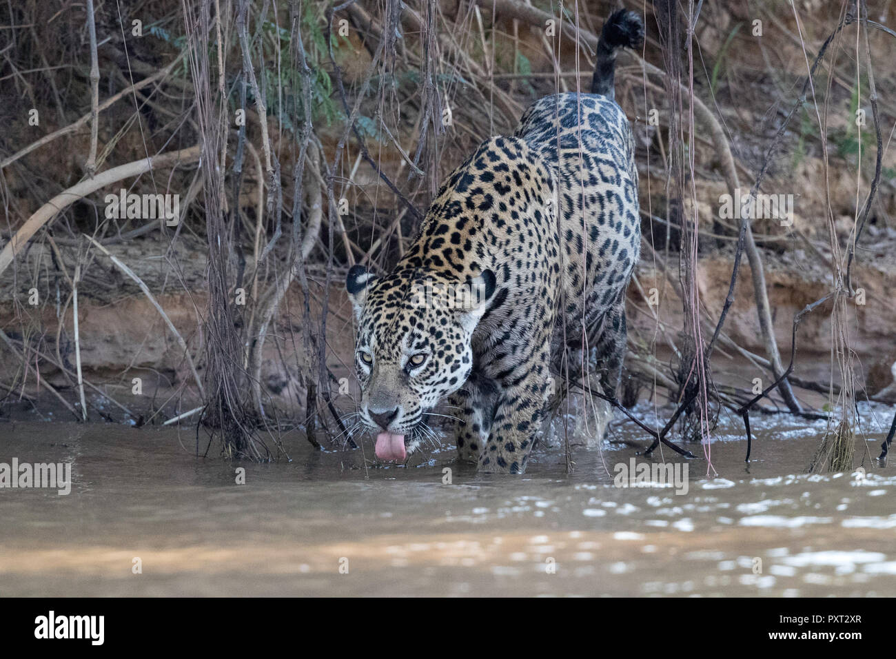 Erwachsene Frau jaguar Panthera onca, am Ufer des Rio Tres Irmao, Mato Grosso, Brasilien. Stockfoto