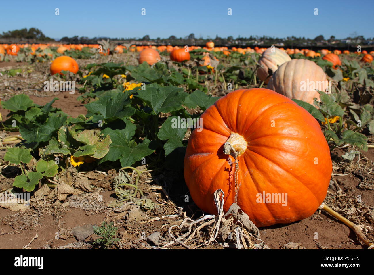 Große, reife Kürbis in Feld Stockfoto