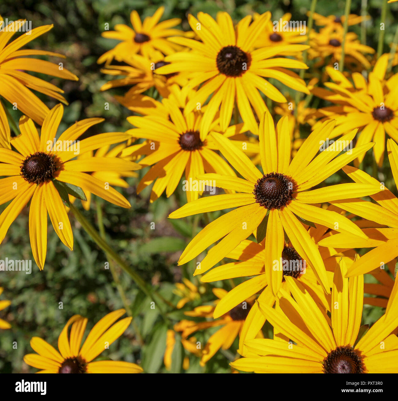 Rudbeckien - gold-gelbe Stauden Blumen in einem Garten Stockfotografie -  Alamy