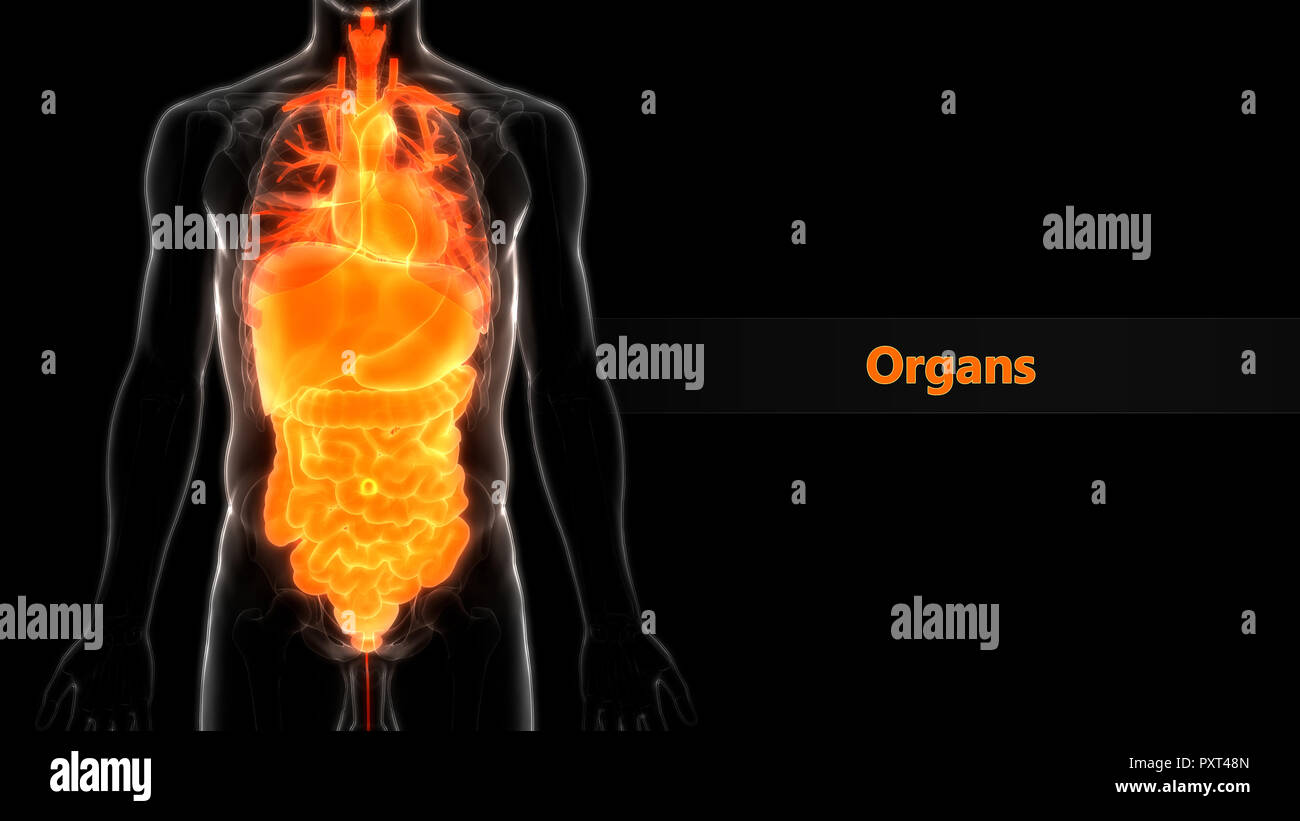 Größtes Organ Im Menschlichen Körper www.alamy.de