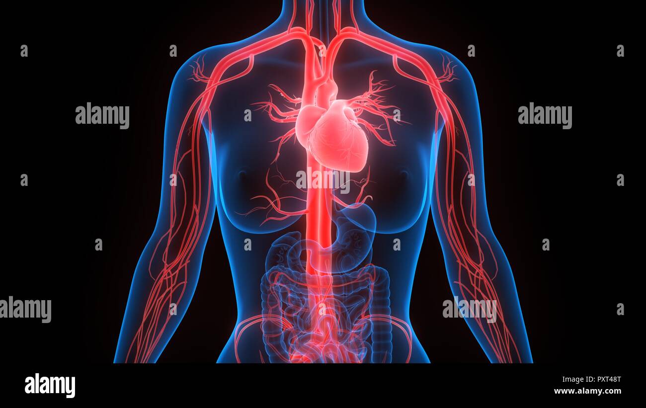 Den menschlichen Kreislauf Anatomie Stockfoto