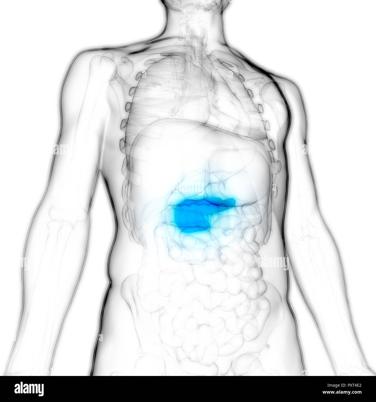 Menschliche Körper Innere Organe Bauchspeicheldrüse Anatomie Stockfoto