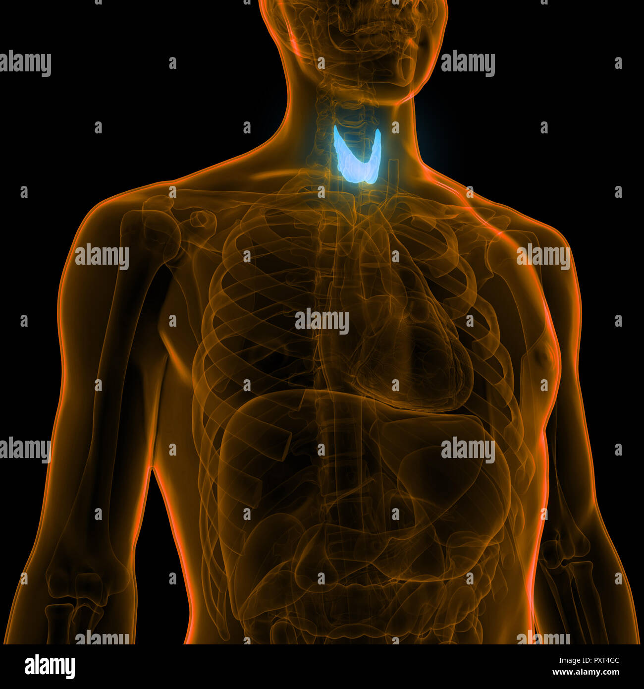 Hypothyreose Stockfotos & Hypothyreose Bilder Alamy