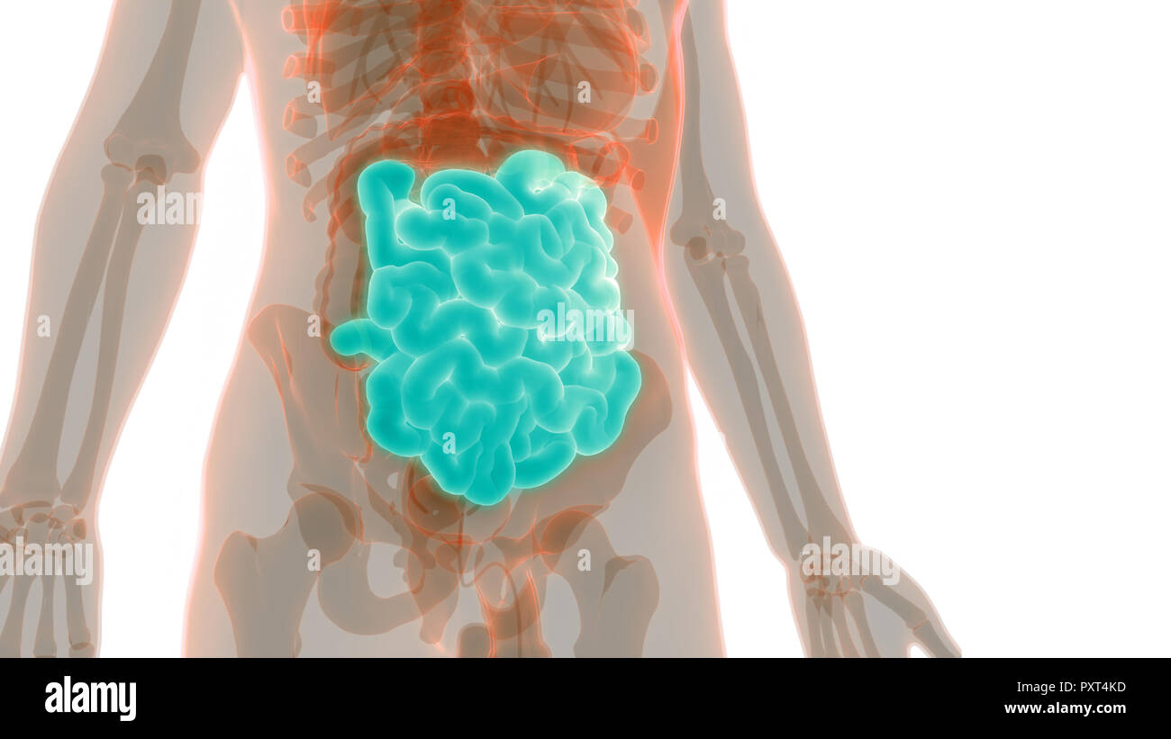 Menschliche Verdauungssystem Dünndarm Anatomie Stockfotografie - Alamy