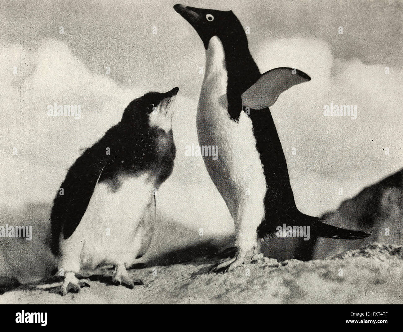 Eine Adelie Penguin bereit, ihre Küken zu verteidigen. Flauschig nach unten ist immer noch die Einhaltung der oberen Teil des jungen Vogel, während die untere Hälfte nach Gefieder übernommen hat, um 1910 Stockfoto