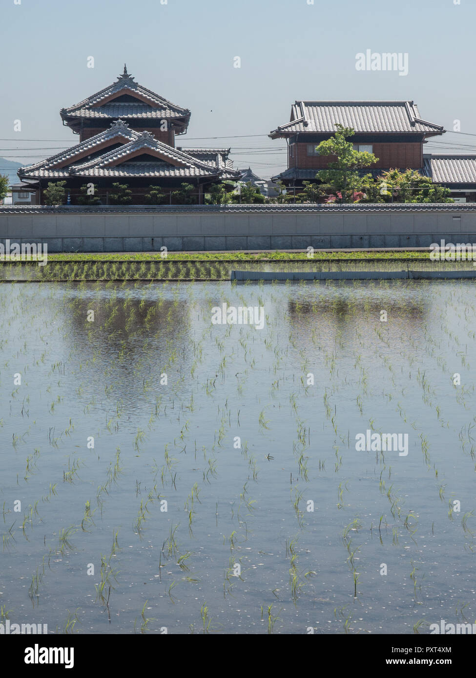 Reis Sämlinge in fooded Feld, Häuser, Schein des grauen Ziegeldächer, die Stromkabel verbinden, sonnigen Tag, moderne ländliche Landschaft, Sanuki, Kagawa, Japan Stockfoto