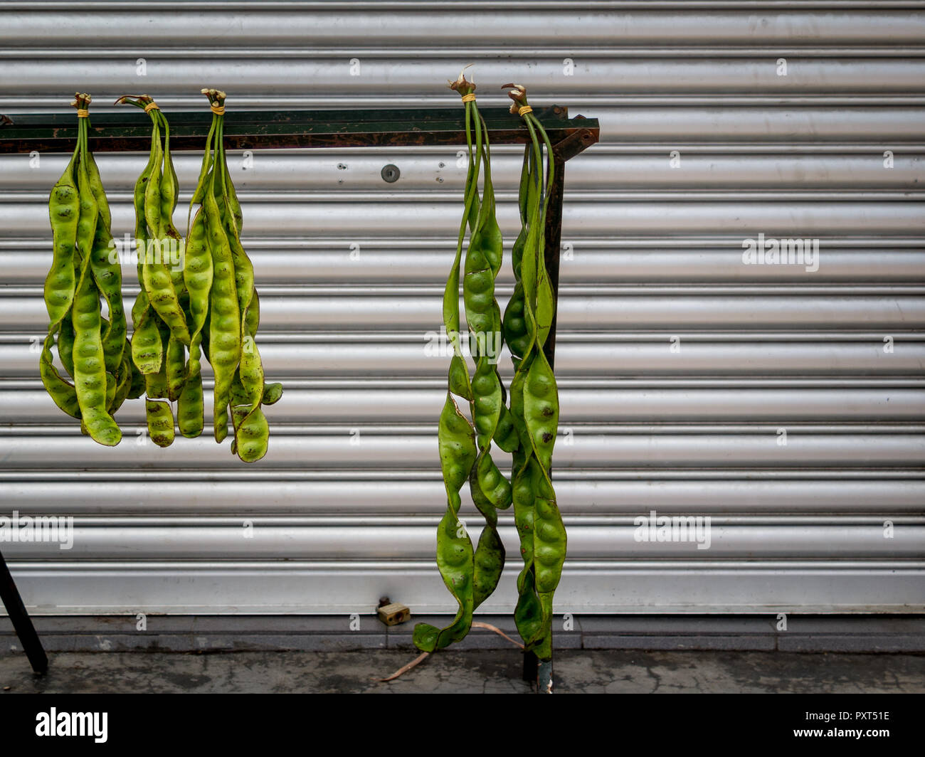 Petai (bitteren Bohnen) hängen vor Aluminium Tür, Kota Bharu, Malaysia Stockfoto