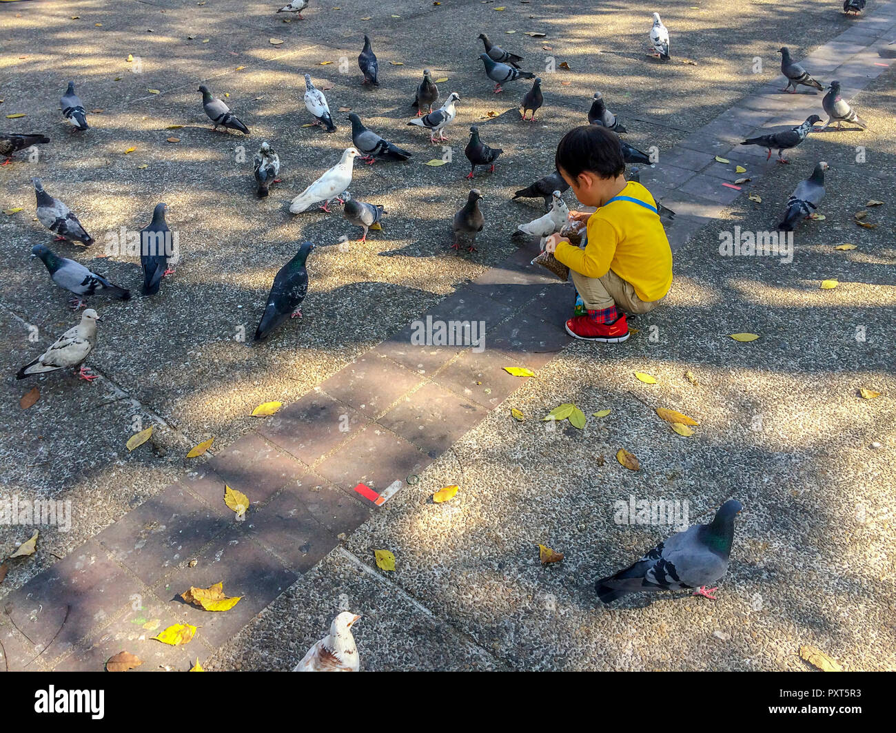Ein kleines Kind Feeds viele Tauben, als er sich duckt, mit Ihnen zu sein Stockfoto