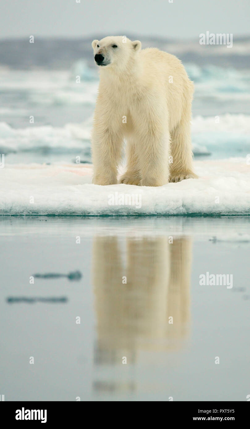 Eisbär (Ursus maritimus) stehend auf Eisscholle, in der norwegischen Arktis Svalbard, Norwegen Stockfoto