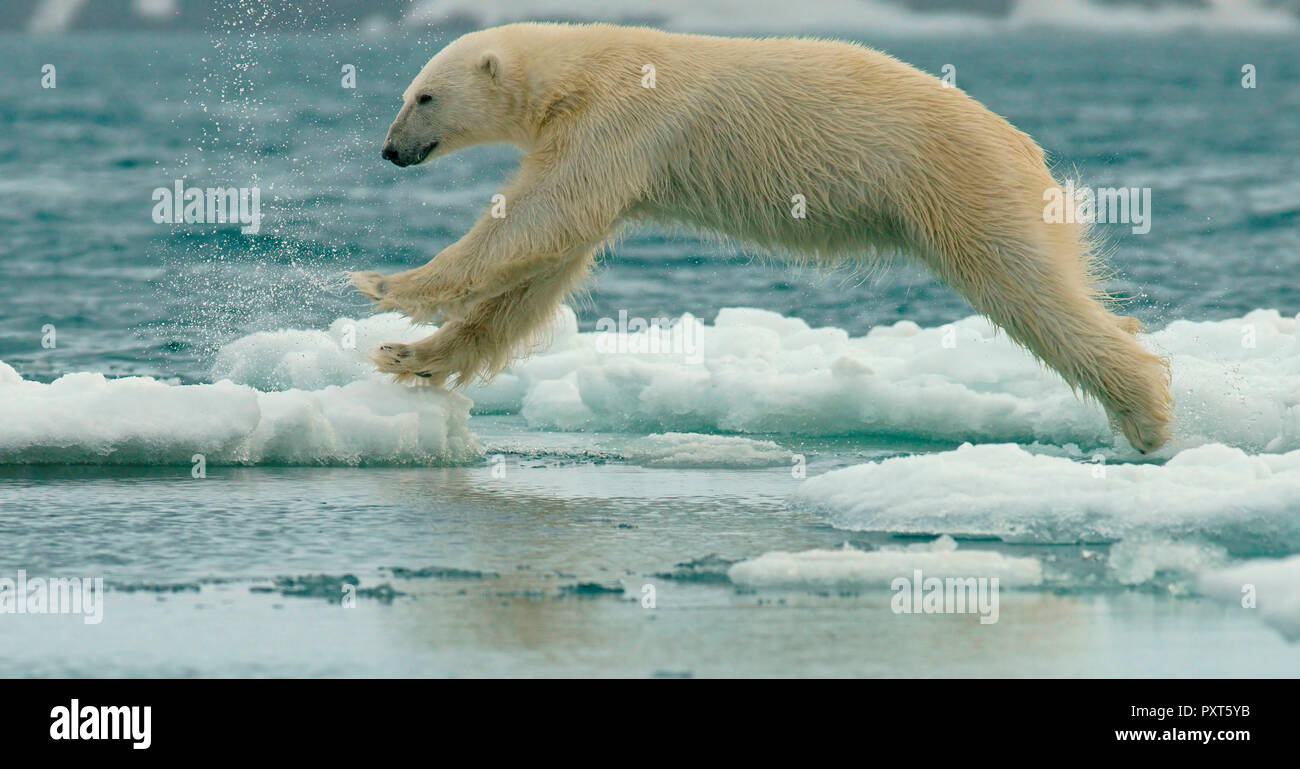 Eisbär (Ursus maritimus) springt über Eisschollen, im Springen, in der norwegischen Arktis Svalbard, Norwegen Stockfoto