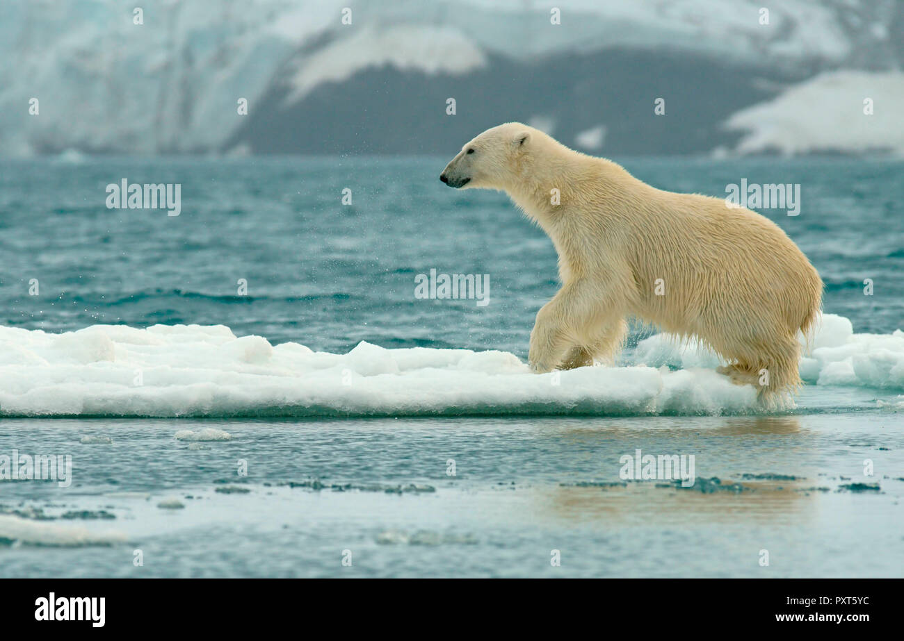 Eisbär (Ursus maritimus) landet nach dem Sprung auf Eisscholle, in der norwegischen Arktis Svalbard, Norwegen Stockfoto
