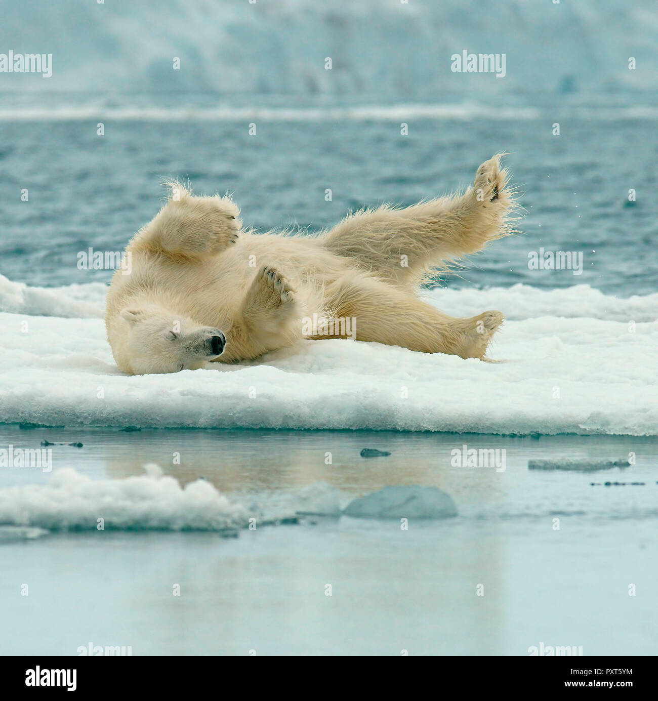 Eisbär (Ursus maritimus) Rollen im Schnee auf Eisscholle, in der norwegischen Arktis Svalbard, Norwegen Stockfoto