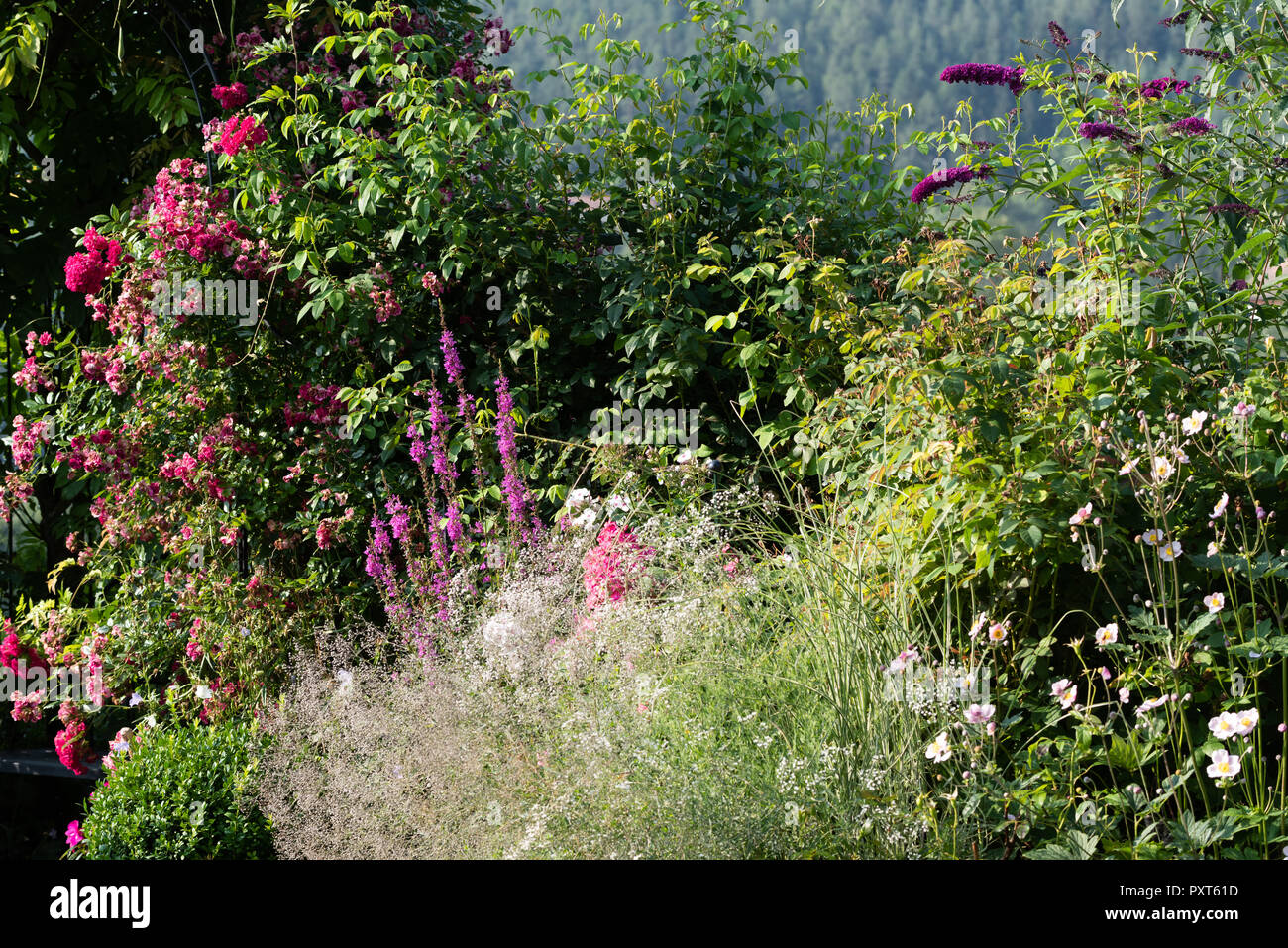 Farbe outdoor Natur Bild von einem Garten mit blühenden Blumen, Rosen, Anemonen und Rasen, einem Wald auf einem Hügel im Hintergrund an einem sonnigen Sommertag Stockfoto