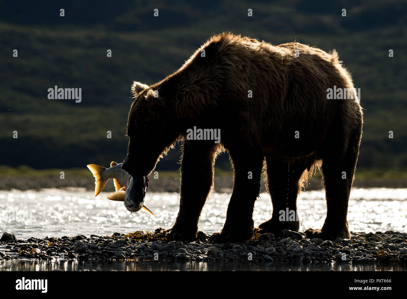 Braunbär (Ursus arctos) mit gefangenen Lachs auf dem Wasser, Hintergrundbeleuchtung, Katmai National Park, Alaska, USA Stockfoto