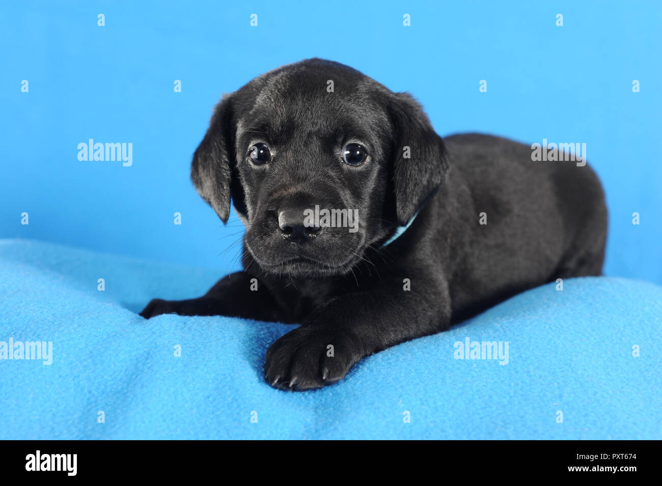 Dalmatiner Bentley Sarah Koutnik Fotografie Dalmatiner Hunderassen Dalmatiner Hunde