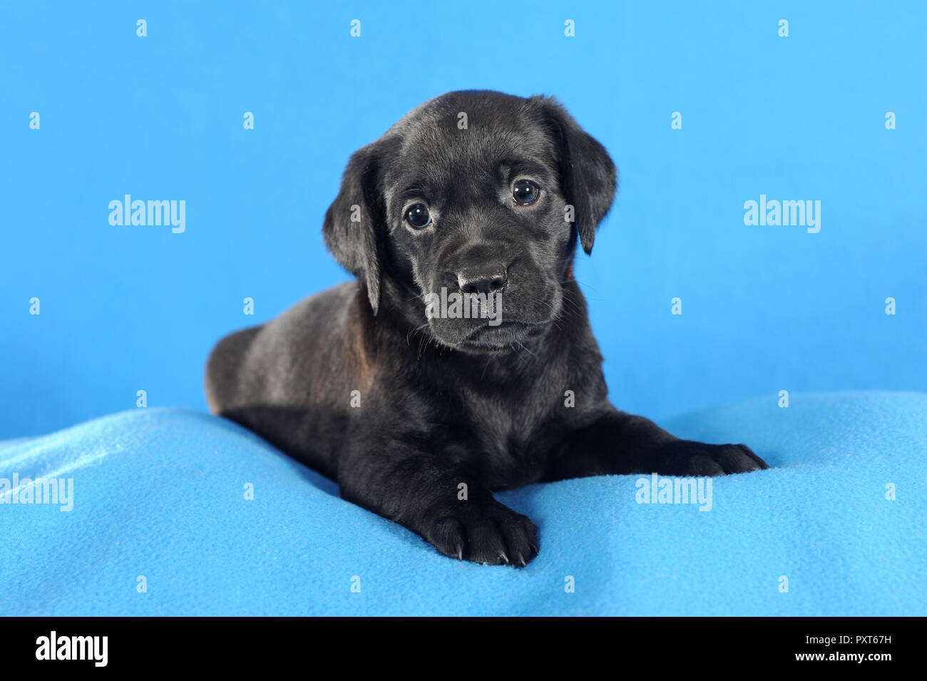 Labrador Retriever, schwarz, Welpe 5 Wochen, liegen auf blauen Decke, Österreich Stockfoto