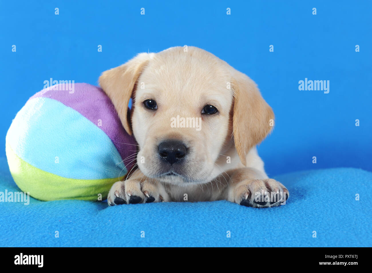 Labrador Retriever, Gelb, Welpe 5 Wochen, neben Spielball, Österreich Stockfoto