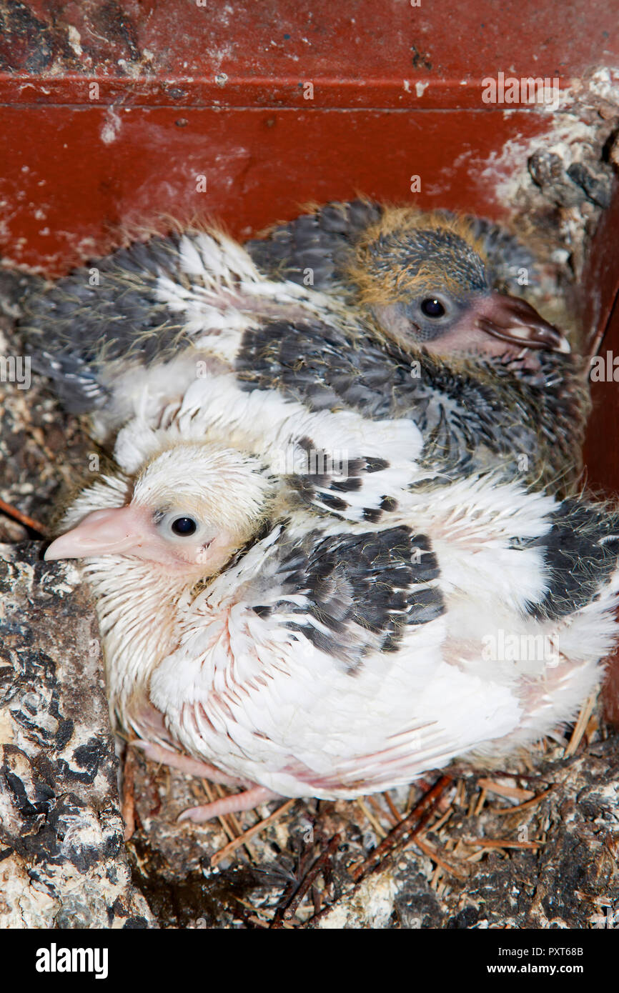 Brüten Tauben Immer Im Gleichen Nest Tauben im nest -Fotos und -Bildmaterial in hoher Auflösung – Alamy