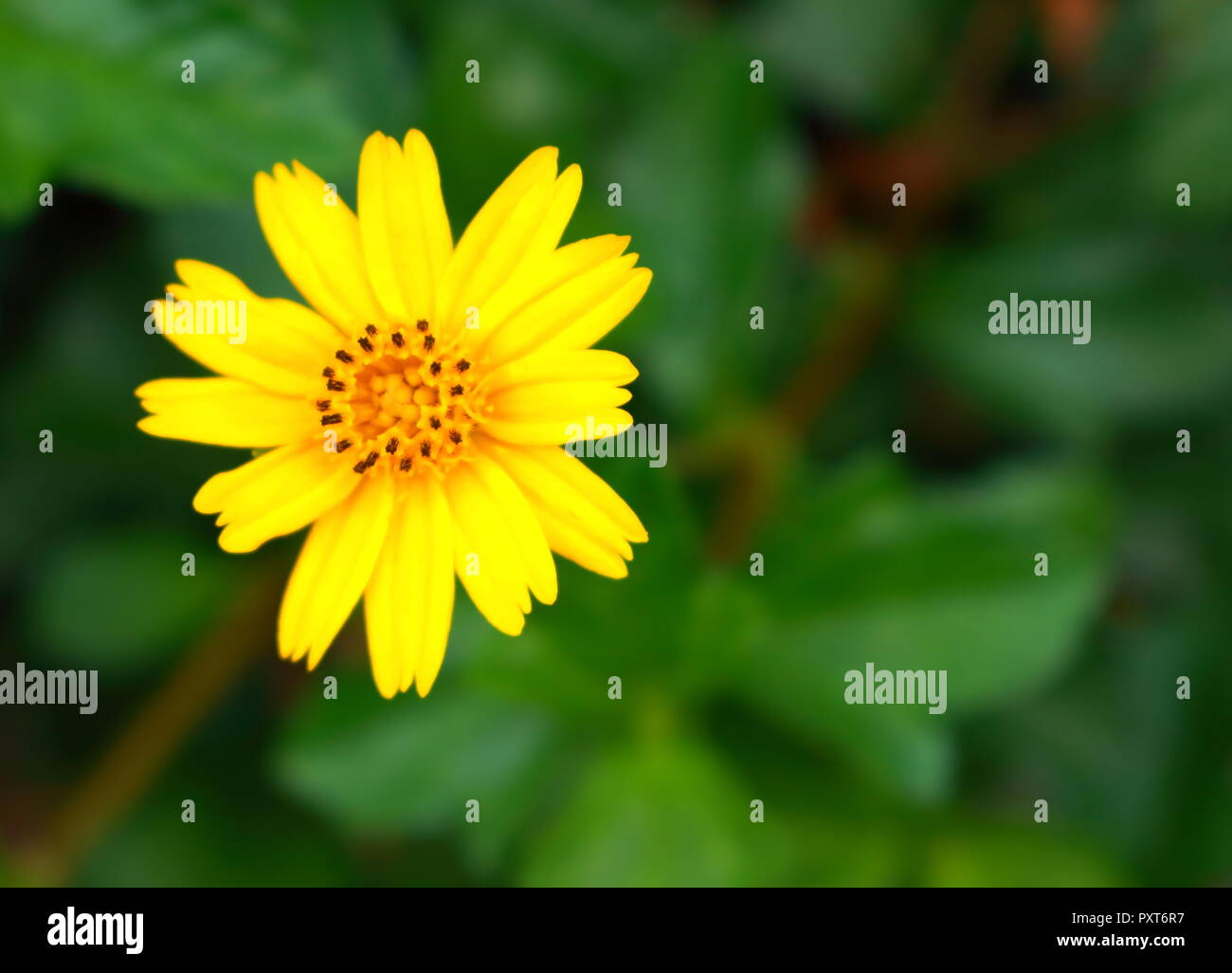 Closeup Bild der blühenden daisy flower Kriechen im Garten Stockfoto