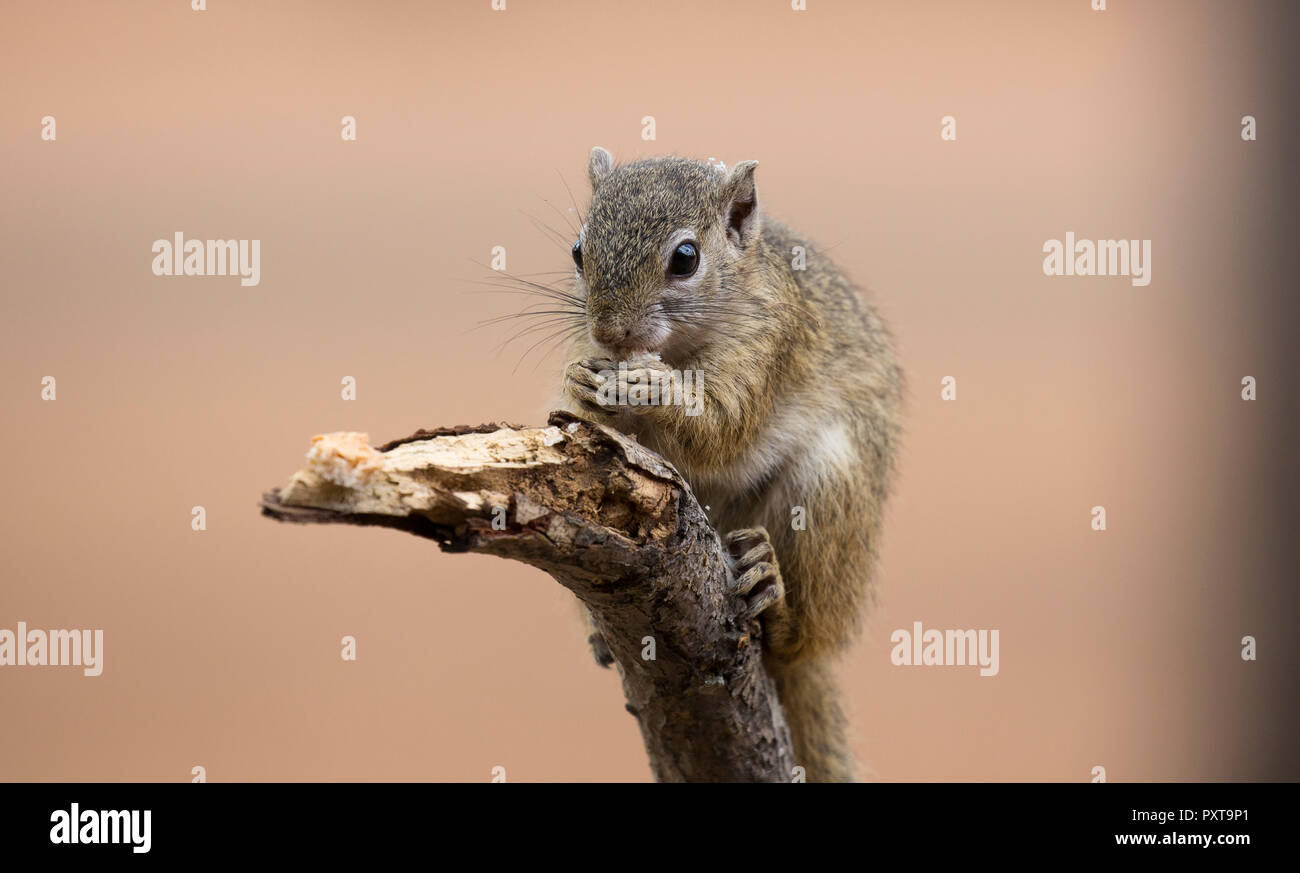 In der Nähe einer Masse Eichhörnchen im Krüger National Park, Südafrika Stockfoto