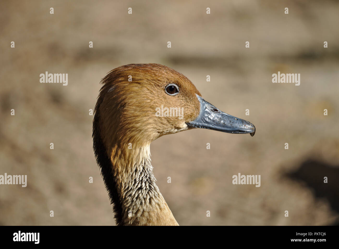 Kopf geschossen eines indischen Pfeifen Ente Stockfoto