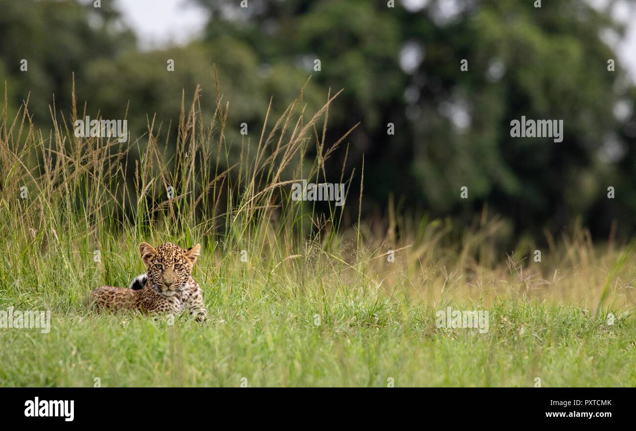 Wildlife Fotos von der Masai Mara Stockfoto