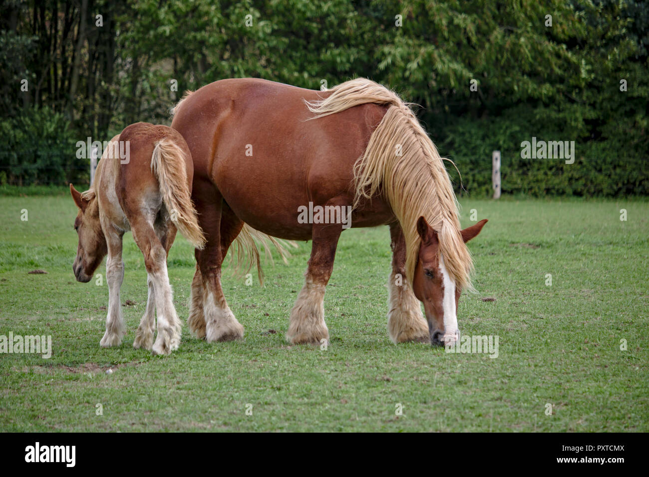 Schleswiger kaltblut Fotos und Bildmaterial in hoher Auflösung Alamy