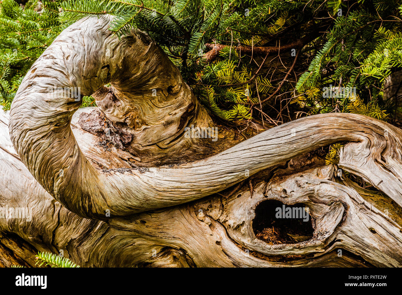 Toter Baum Acadia National Park Mount Desert Island, Maine, USA Stockfoto