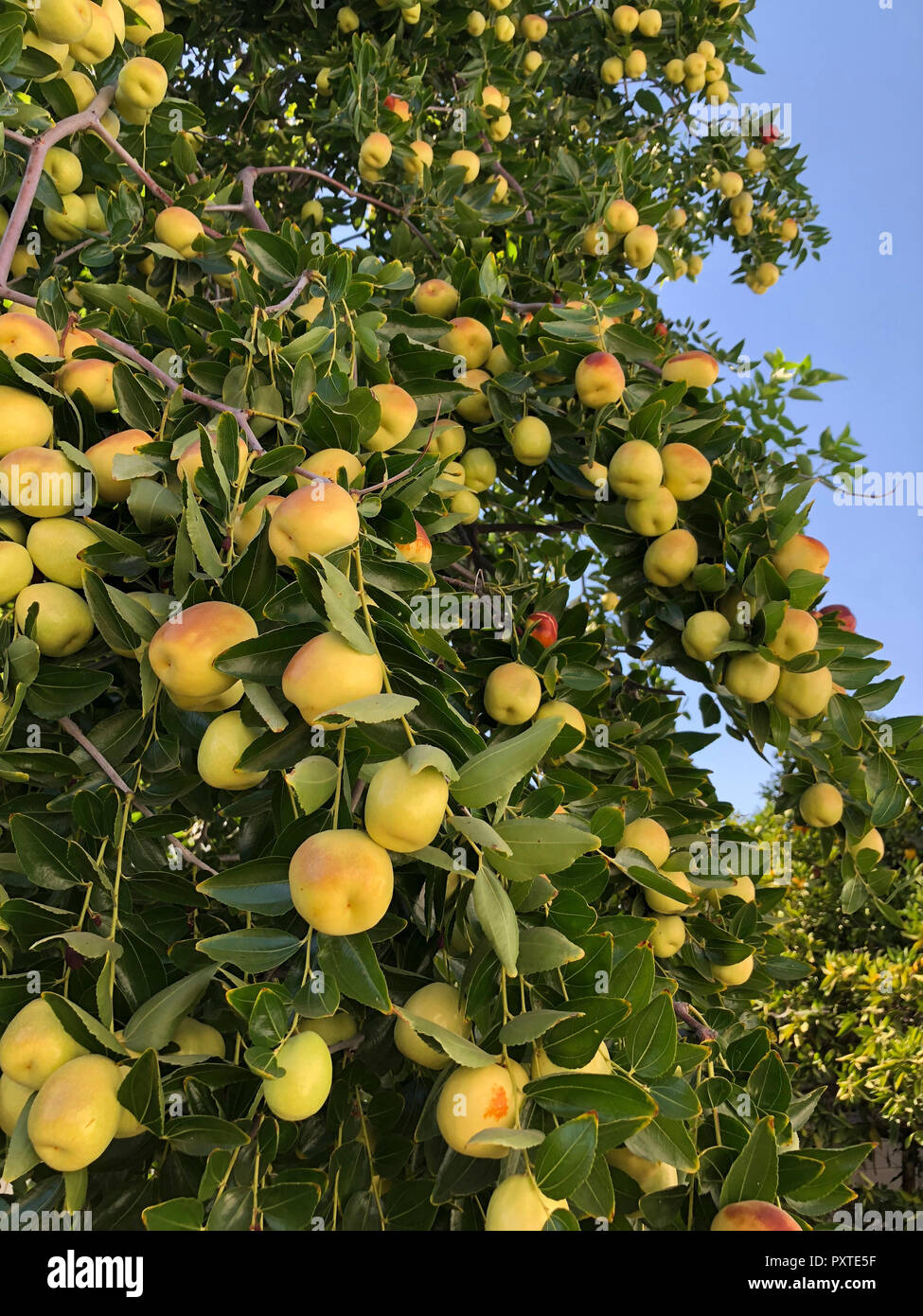 Jujube Obst (jujube Beeren) aka rotes Datum, Chinesische, Koreanische Datum (Ziziphus jujuba) am Baum Stockfoto