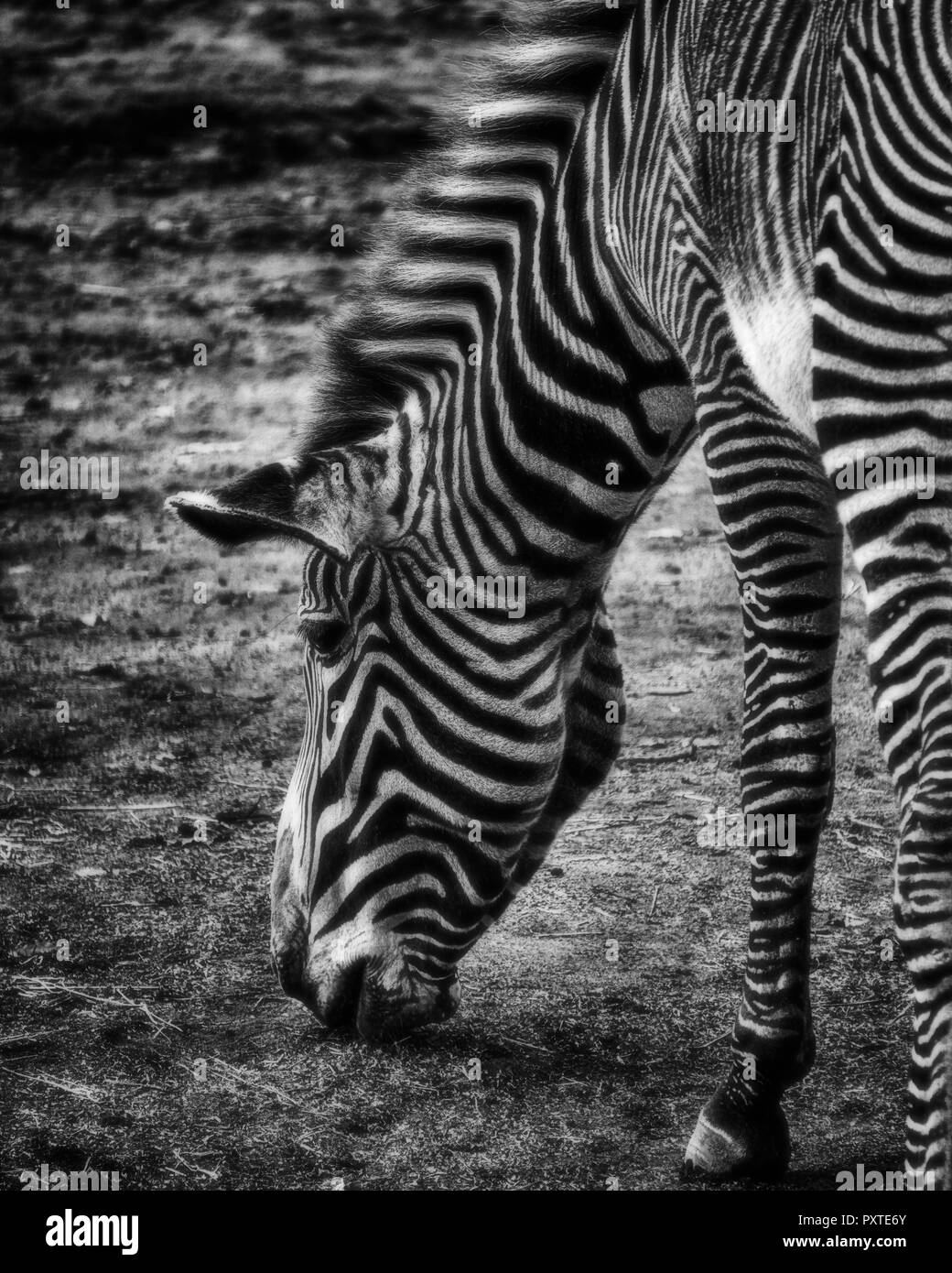 Ein Schwarzweiß-Bild einer beweidung Zebra. Schwarz und Weiß. Stockfoto