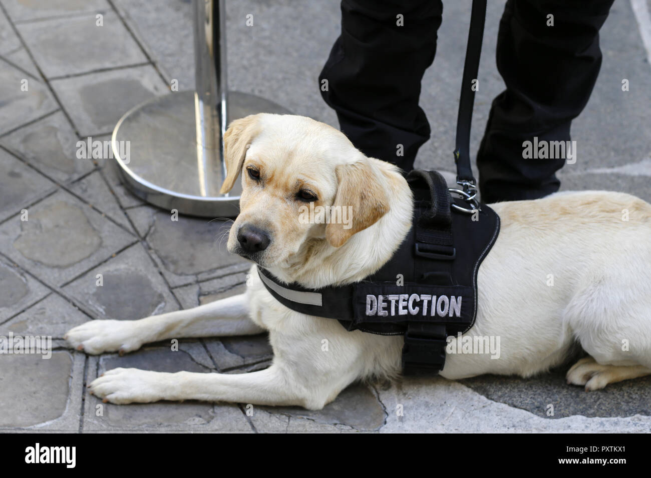 Détection Hund an Paris Fashion Week - Paris - Frankreich Stockfoto