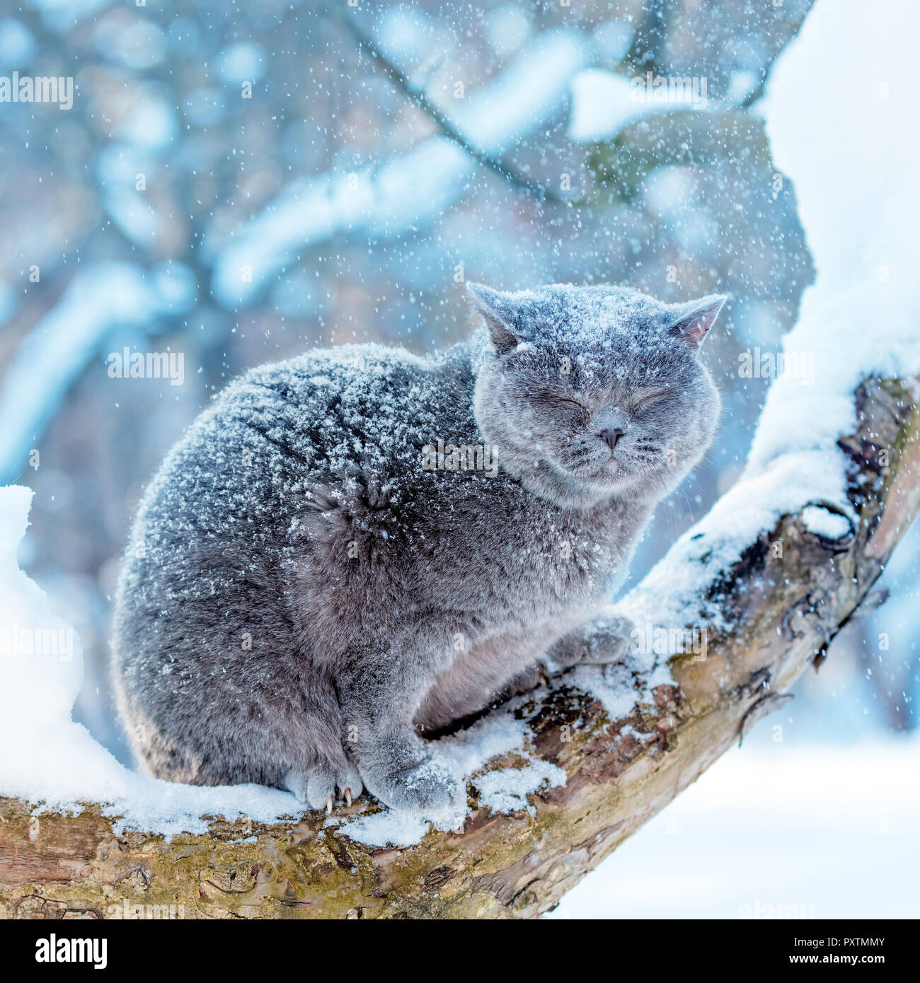 Blaue Britisch Kurzhaar Katze sitzt auf einem Baum im Garten in schneereichen Winter Stockfoto