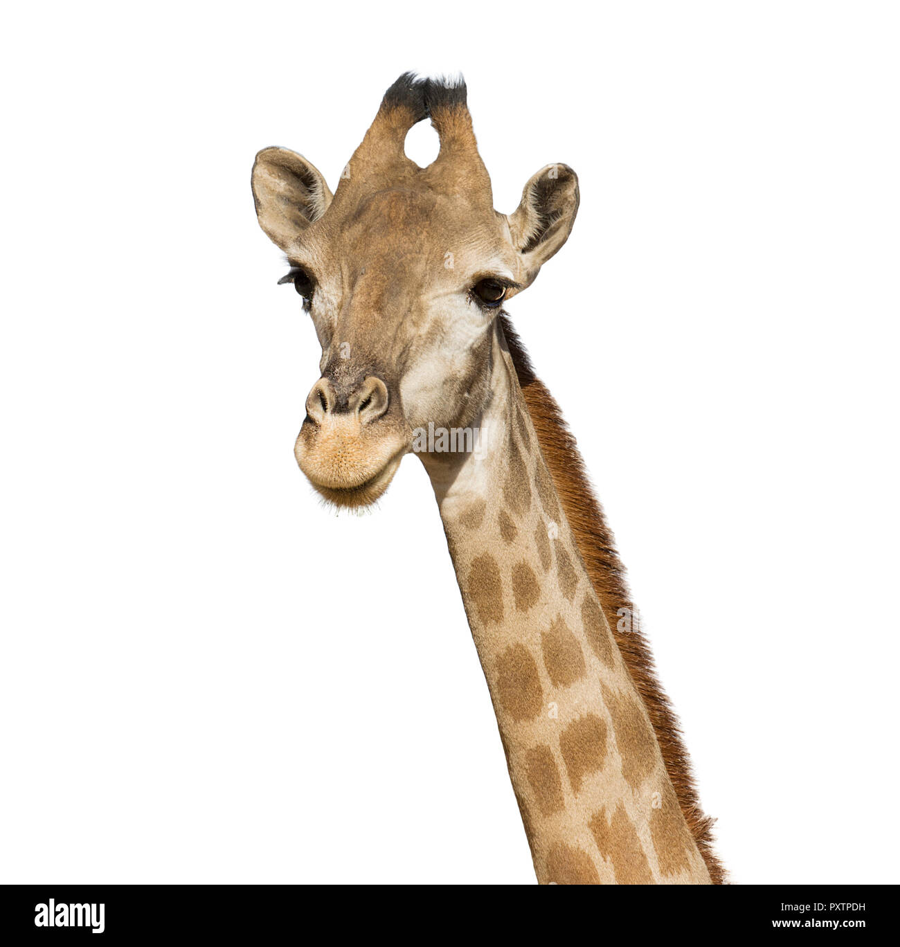 Giraffe Kopf auf weißem Hintergrund, einen großen afrikanischen Säugetier mit einem sehr langen Hals und Vorderläufe, in einen Mantel gemusterten mit braunen Flecken separ Stockfoto