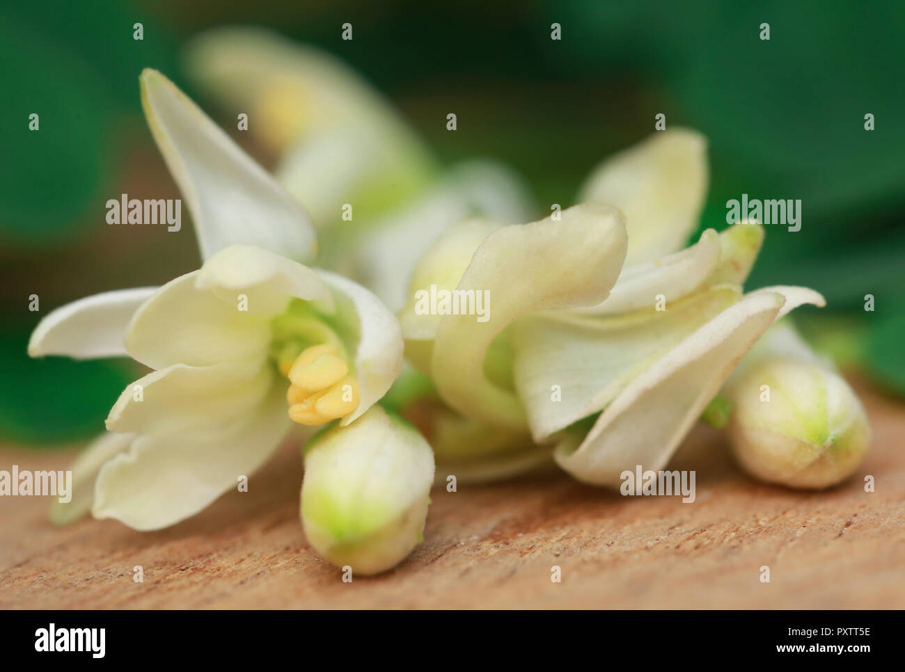 Medizinische Moringa Blume mit grünen Blättern in Holz-Oberfläche Stockfoto